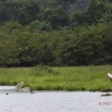 094 LOANGO Riviere Rembo Ngove Oiseau Pelican Gris et Tantale Ibis 12E5K2IMG_78728wtmk.jpg